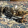 Charlie is registered to the contest to win money with this photo: cat, tabby_cat, sleeping, lying_down, relaxed, pet, fur, whiskers, paws, striped_fur, indoor, rug, patterned_rug, floor, cozy, nap, resting, home, wood_trim, animal