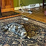 cat, tabby_cat, pet, animal, feline, lying_down, upside_down, indoor, rug, ornate_rug, wood_floor, home, living_room, door, wall, electrical_outlet, power_strip, cables, striped_fur, wide_eyes