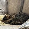 Charlie joined the competition — help win amazing prizes! cat, cats, tabby, sleeping, napping, curled_up, furry, pet, animal, couch, sofa, blanket, pillow, indoor, home, cozy, relaxed, brown, striped, close_up