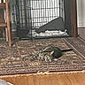 cat, tabby_cat, pet, animal, lying_down, relaxed, indoors, rug, patterned_rug, crate, pet_crate, cage, bedding, water_bottle, home, floor, wood_floor, furniture, striped_fur, portrait