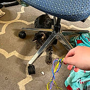 Charlie is registered to the contest to win money with this photo: cat, cats, tabby_cat, pet, animal, indoor, home, carpet, office_chair, chair_wheels, under_chair, blanket, hand, string, toy, playing, hiding, floor, furniture, cozy