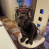 animal, chair, companion, cute, dog, domestic, ears, expression, flooring, french_bulldog, household, indoor, lighting, pet, plush_toy, sitting, stitch, tile_floor, wall, white_chair