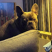 Stitch a rejoint le concours — aidez-le/la à gagner de superbes lots ! animal, brown_dog, couch, cozy, curtain, dog, ears, face, french_bulldog, furniture, home, house, indoor, looking, mammal, pet, portrait, radiator, side_view, warm_lighting