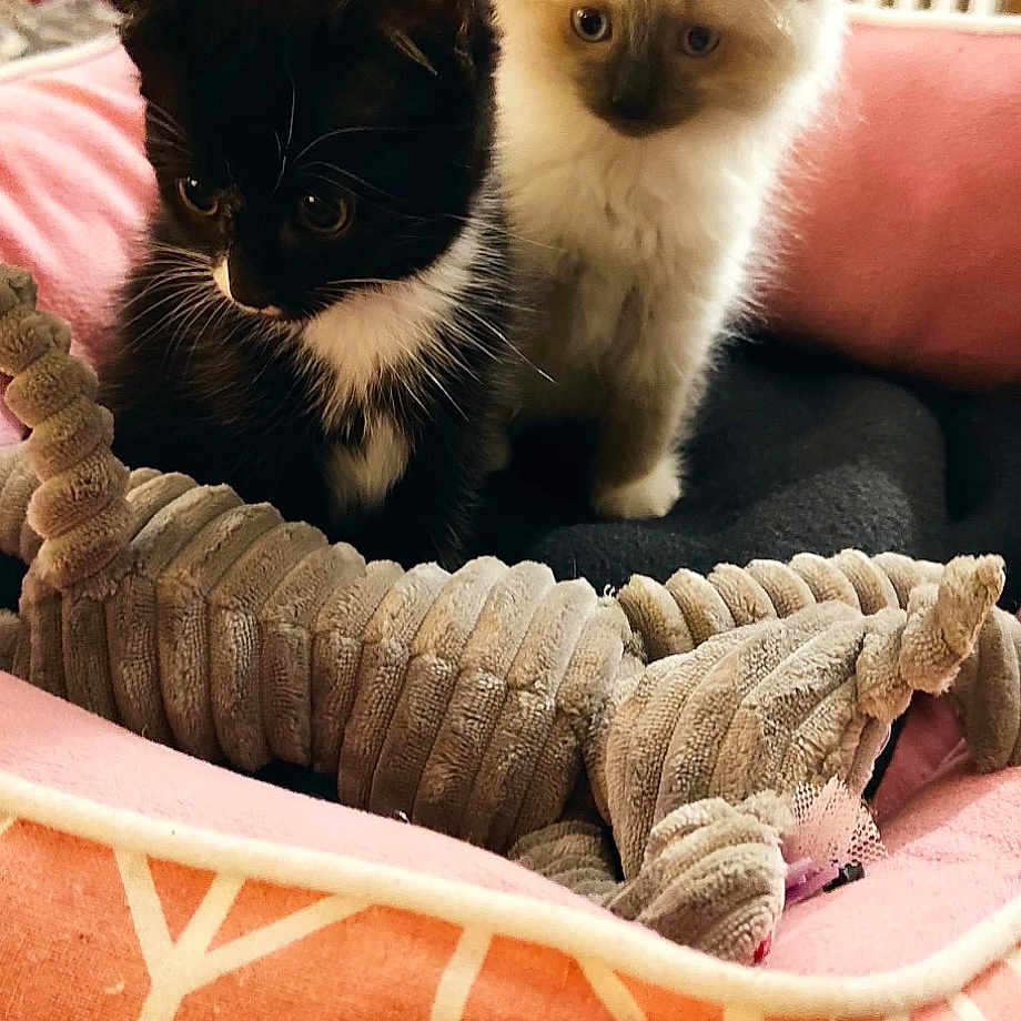 Nala Et Simba