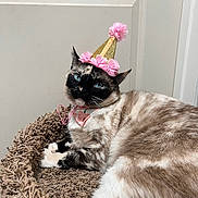 Stormy is registered to the contest to win money with this photo: cat, blue_eyes, party_hat, pink_flowers, collar, fluffy, brown_bed, relaxed, indoor, pet, animal, feline, resting, close_up, cute, domestic_cat, whiskers, soft_fur, celebration, adorable
