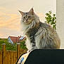 Rowan participe au concours pour gagner de l'argent avec cette photo : cat, fluffy, outdoor, sunset, grill, backyard, fence, house, sky, clouds, tree, pet, animal, mammal, fur, domestic, nature, window, roof, quiet