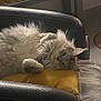 cat, fluffy, chair, pillow, relaxed, indoor, pet, feline, home, toy, floor, tiled_floor, mat, cozy, resting, sleepy, black_chair, yellow_pillow, fur, animal