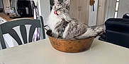 Rowan a rejoint le concours — aidez-le/la à gagner de superbes lots ! cat, fluffy_cat, copper_pot, table, chair, kitchen, staircase, home_interior, licking_nose, gray_cat, white_cat, domestic_cat, pet, feline, fur, whiskers, relaxed, indoors, household_items, cozy