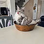 cat, fluffy_cat, copper_pot, table, chair, kitchen, staircase, home_interior, licking_nose, gray_cat, white_cat, domestic_cat, pet, feline, fur, whiskers, relaxed, indoors, household_items, cozy