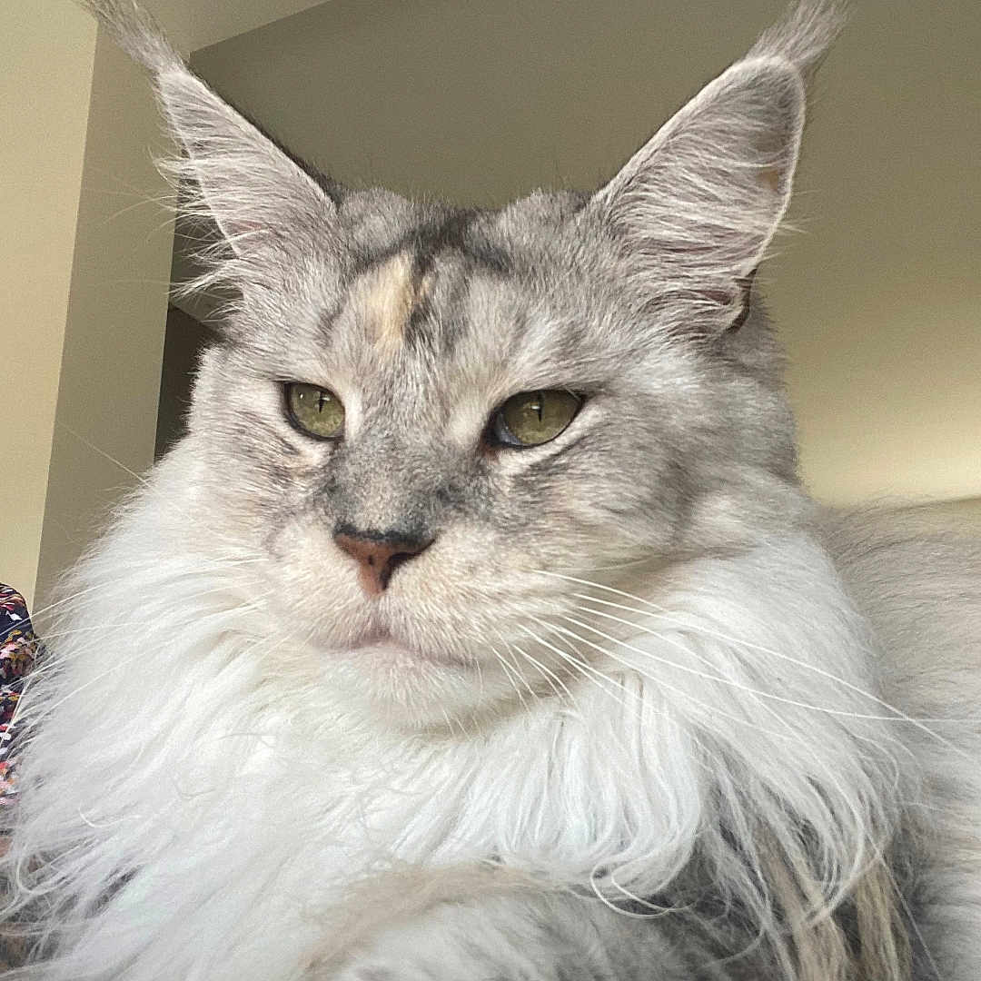 Rowan participe au concours pour gagner de l'argent avec cette photo : animal, cat, closeup, colorful_clothing, domestic_cat, feline, fluffy, gray_fur, green_eyes, household, indoor, lamp, long_hair, pet, portrait, sleeve, tattoo, tufted_ears, wall, white_fur