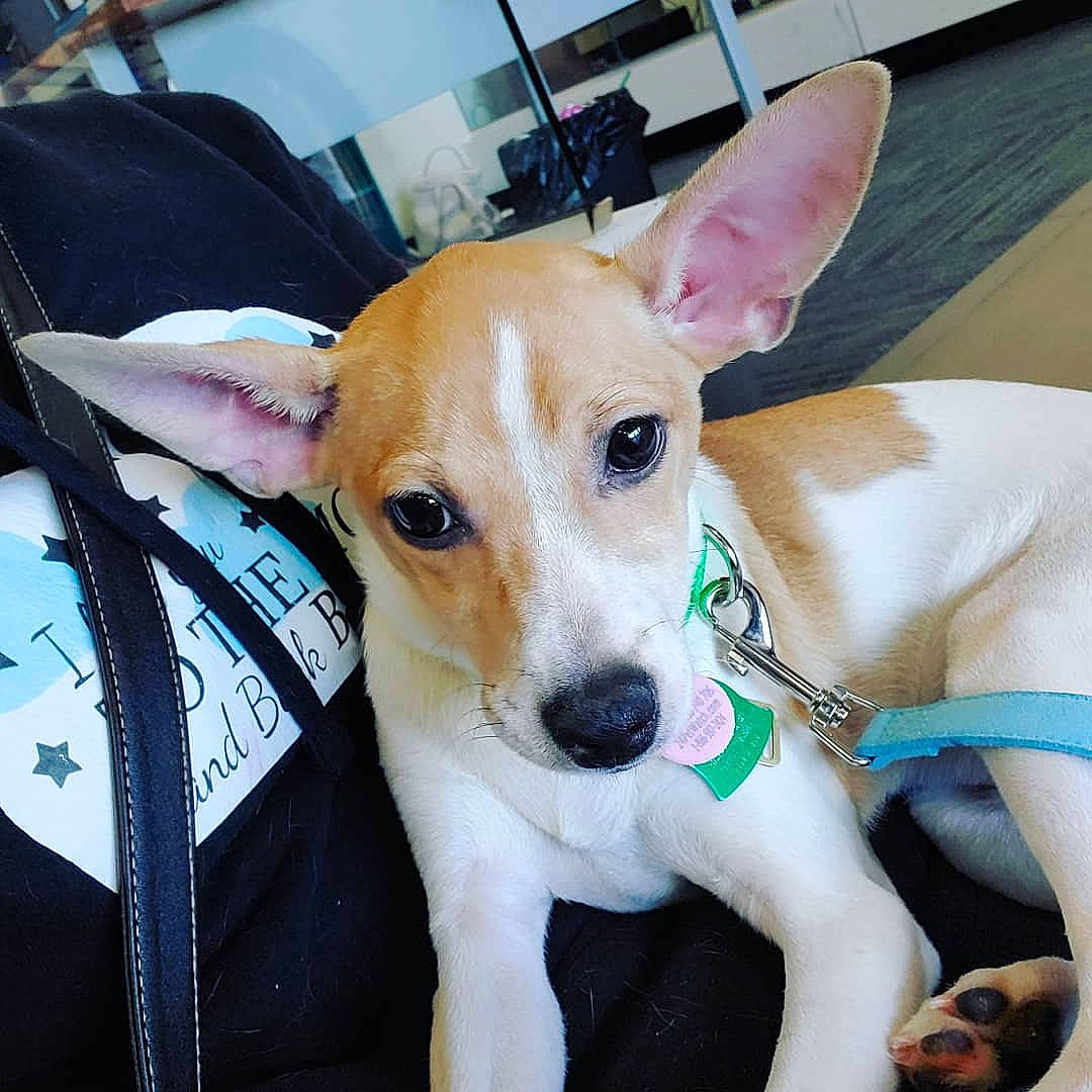 Nutter Butters is registered to the contest to win money with this photo: canidae, carnivore, companion_dog, corgi_chihuahua, dog, dog_breed, ear, fawn, feist, fox_terrier, mammal, miniature_fox_terrier, puppy, rare_breed_dog, rat_terrier, snout, teddy_roosevelt_terrier, tenterfield_terrier, toy_fox_terrier, vertebrate