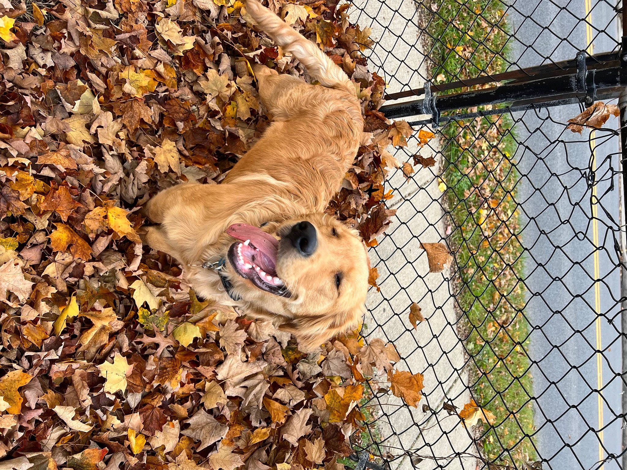 Whiskey Business is registered to the contest to win money with this photo: big_cats, canidae, carnivore, companion_dog, dog, dog_breed, dog_supply, fawn, felidae, fence, grass, mammal, mesh, plant, snout, sporting_group, terrestrial_animal, vertebrate, wire_fencing, wood