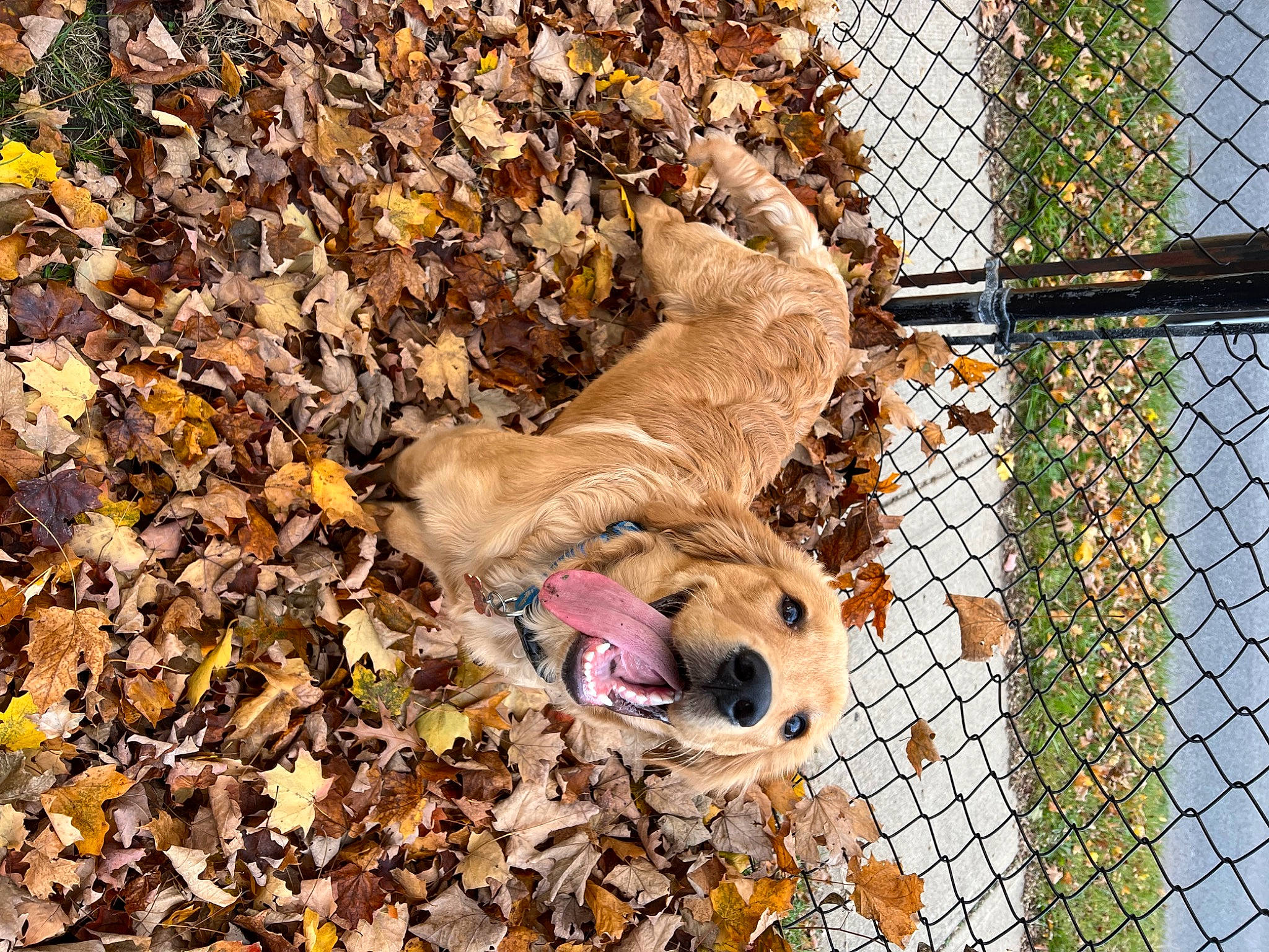 Whiskey Business joined the competition — help win amazing prizes! big_cats, canidae, carnivore, companion_dog, dog, dog_breed, fawn, felidae, fence, grass, mesh, pet_supply, plant, snout, soil, sporting_group, tail, terrestrial_animal, wire_fencing, wood