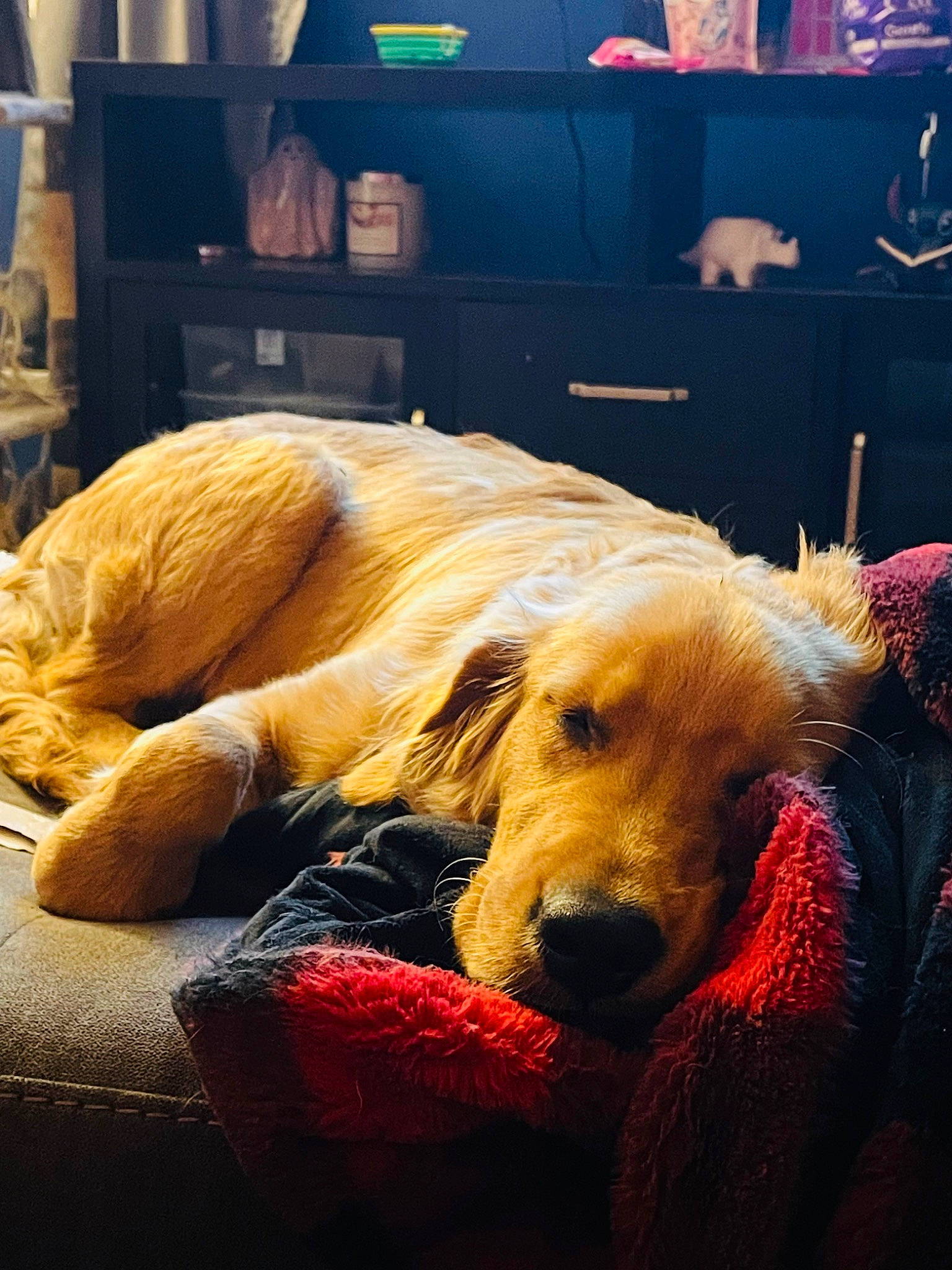 Whiskey Business joined the competition — help win amazing prizes! bedtime, canidae, carnivore, comfort, companion_dog, dog, dog_breed, fawn, flooring, fur, giant_dog_breed, guard_dog, nap, retriever, room, sleep, snout, sporting_group, television, whiskers