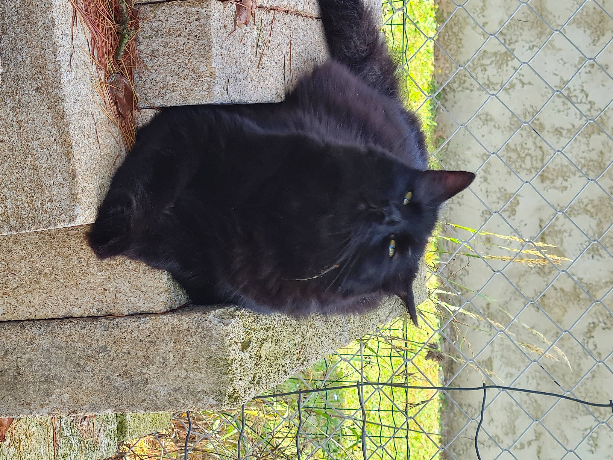 Barbouille participe au concours pour gagner de l'argent avec cette photo : black_cat, bombay, carnivore, cat, domestic_short_haired_cat, felidae, fence, fur, grass, mesh, plant, shadow, small_to_medium_sized_cats, snout, tail, terrestrial_animal, tints_and_shades, twig, whiskers, wire_fencing
