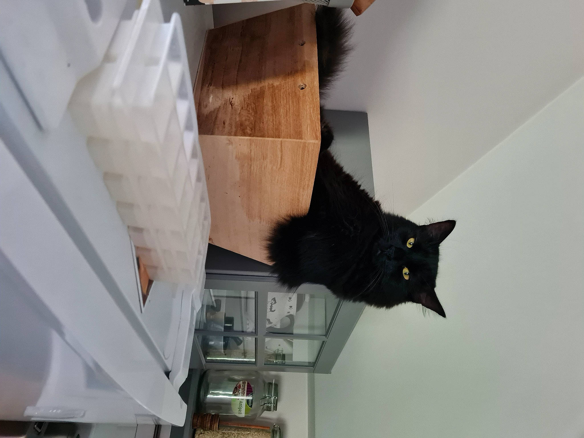 Barbouille participe au concours pour gagner de l'argent avec cette photo : black_cat, carnivore, cat, domestic_short_haired_cat, felidae, flooring, fur, room, small_to_medium_sized_cats, tail, tree, whiskers, wood