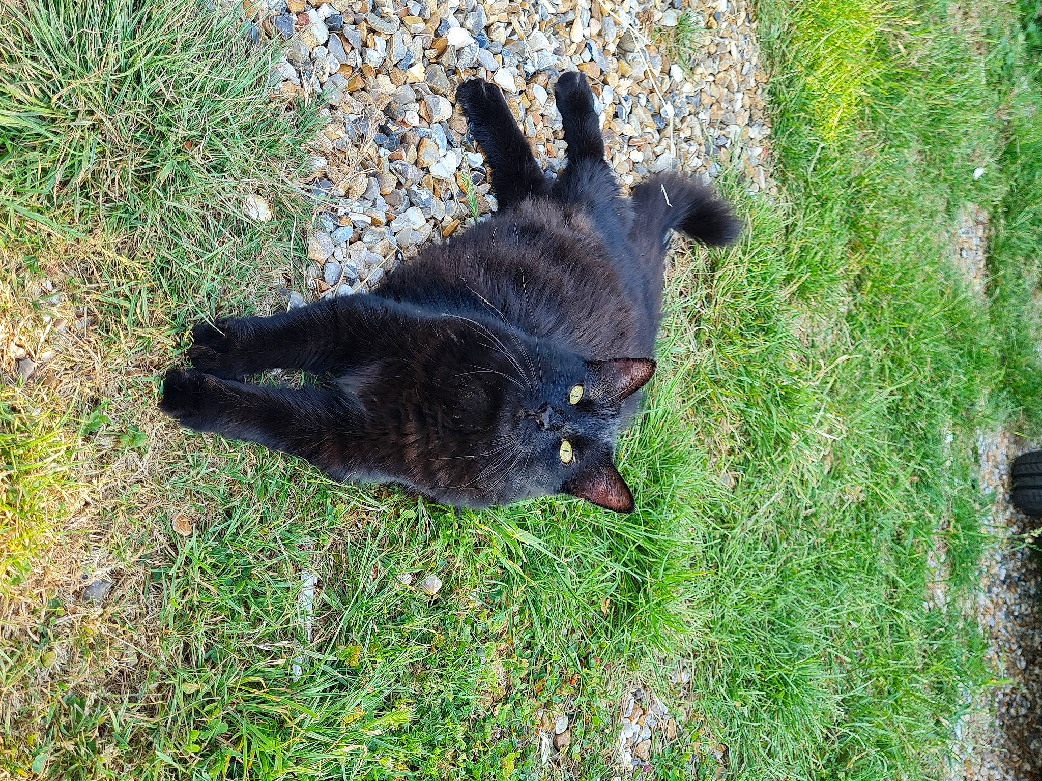 Barbouille a rejoint le concours — aidez-le/la à gagner de superbes lots ! black_cat, canidae, carnivore, cat, dog_breed, domestic_short_haired_cat, felidae, fur, grass, groundcover, paw, plant, shadow, small_to_medium_sized_cats, soil, sporting_group, tail, terrestrial_animal, tree, whiskers