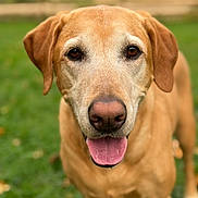 Joey joined the competition — help win amazing prizes! dog, golden_retriever, canine, pet, animal, tongue_out, close_up, outdoor, grass, nature, mammal, friendly, fur, ears, snout, brown, portrait, looking, happy, companion