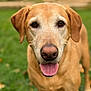 dog, golden_retriever, canine, pet, animal, tongue_out, close_up, outdoor, grass, nature, mammal, friendly, fur, ears, snout, brown, portrait, looking, happy, companion