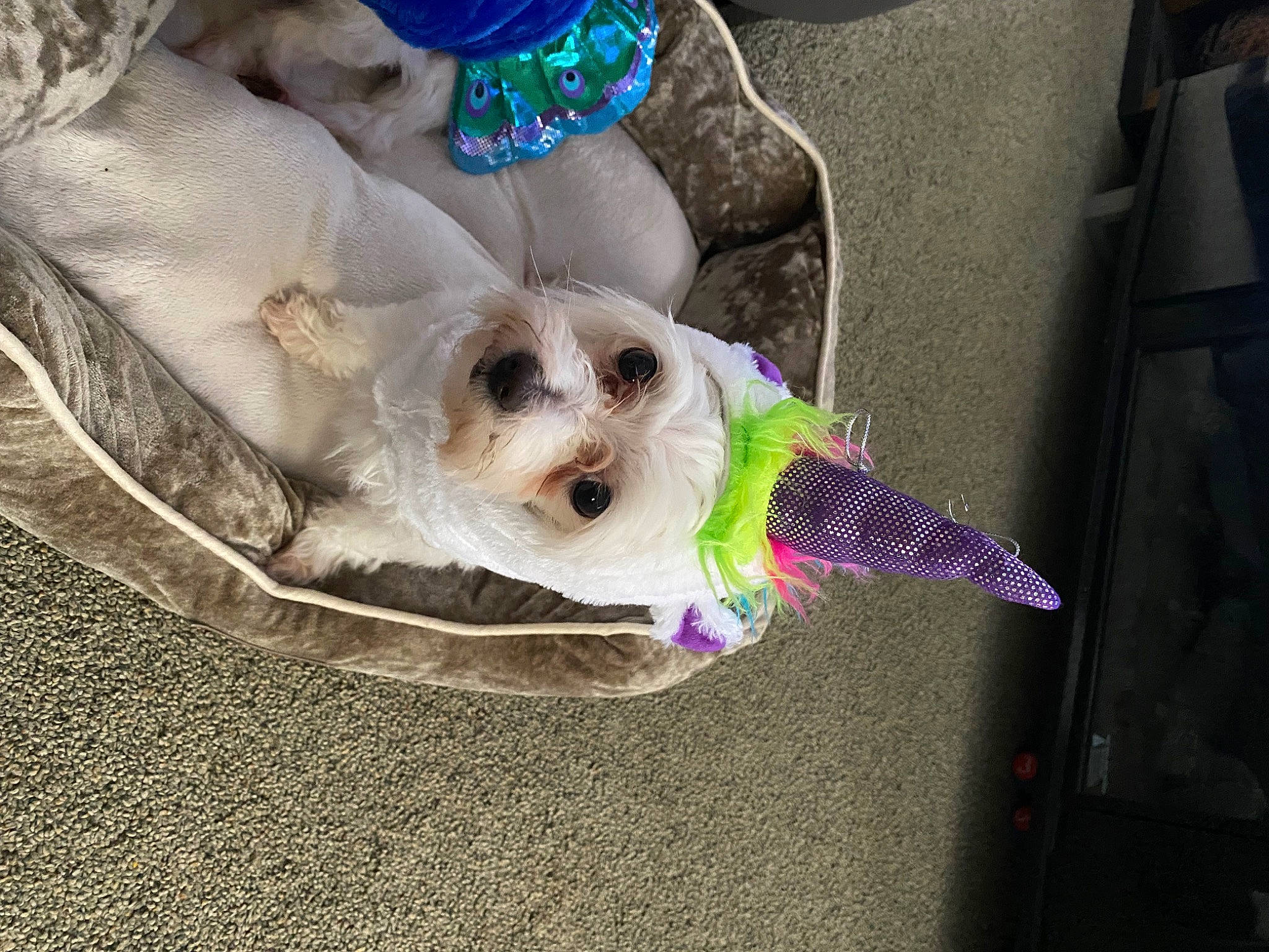 Bella Moon joined the competition — help win amazing prizes! canidae, carnivore, collar, companion_dog, dog, dog_breed, dog_clothes, dog_collar, dog_supply, eyewear, fashion_accessory, fawn, glasses, paw, snout, sporting_group, sunglasses, toy_dog, vision_care, watch