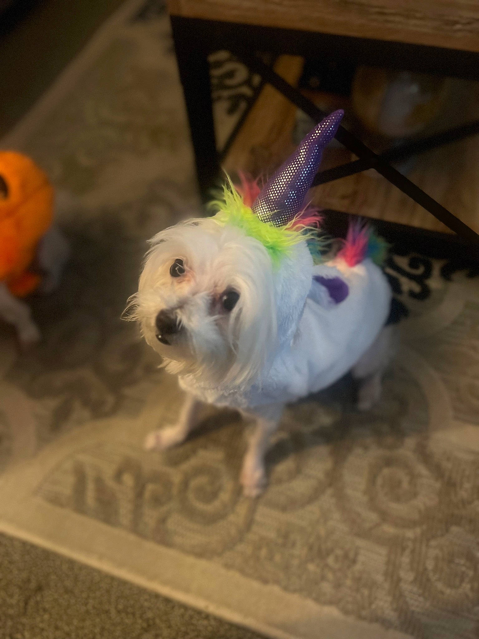 Bella Moon is registered to the contest to win money with this photo: calabaza, canidae, carnivore, companion_dog, dog, dog_breed, dog_clothes, dog_supply, fashion_accessory, fawn, flooring, fur, leash, pumpkin, small_terrier, snout, sporting_group, tail, toy_dog, vegetable