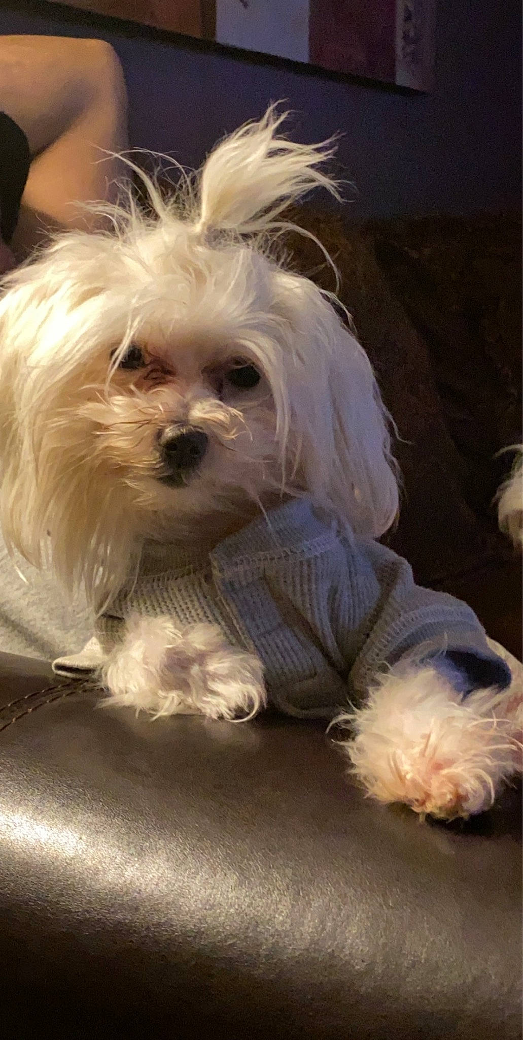 Bella Moon joined the competition — help win amazing prizes! canidae, carnivore, companion_dog, dog, dog_breed, dog_supply, eye, fur, head, mal_shi, maltepoo, puppy_love, shih_poo, small_terrier, snout, sporting_group, terrier, toy_dog, working_animal, yorkipoo