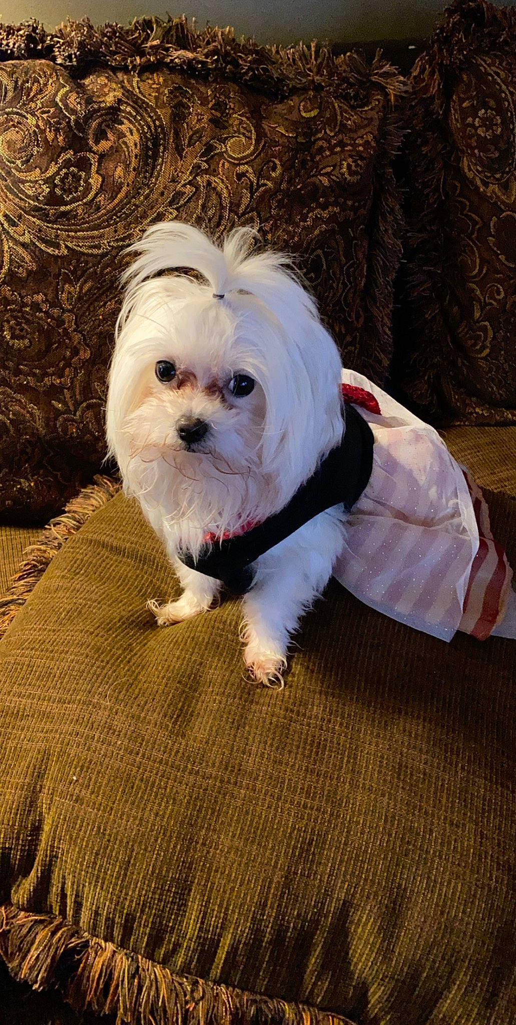 Savanah Sky joined the competition — help win amazing prizes! carnivore, collar, companion_dog, dog, dog_breed, dog_clothes, dog_collar, dog_supply, fawn, flooring, fur, mal_shi, pet_supply, small_terrier, snout, sporting_group, terrier, toy_dog, wood, working_animal