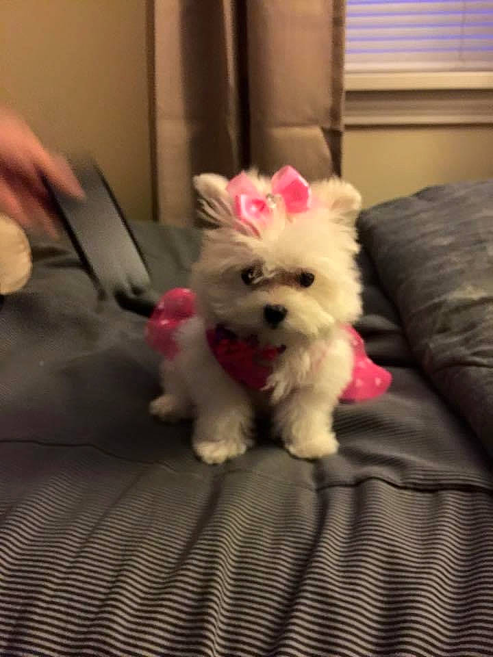 Savanah Sky joined the competition — help win amazing prizes! canidae, carnivore, comfort, companion_dog, couch, dog, dog_breed, dog_supply, fawn, felidae, fur, petal, pomeranian, small_terrier, sporting_group, terrier, toy_dog, whiskers, window_blind, working_animal