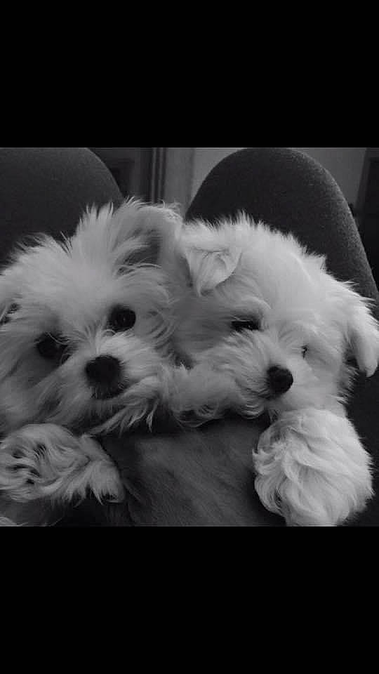 Savanah Sky joined the competition — help win amazing prizes! canidae, carnivore, cloud, companion_dog, dog, dog_breed, dog_supply, eye, fur, glasses, happy, love, monochrome_photography, shih_poo, small_terrier, snout, sporting_group, terrier, toy_dog, working_animal