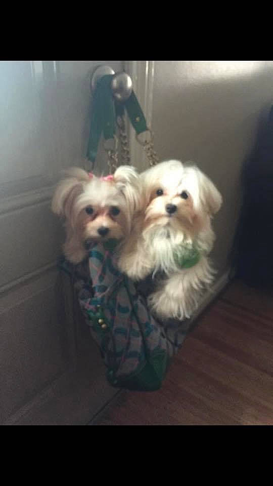 Savanah Sky is registered to the contest to win money with this photo: carnivore, cloud, cockapoo, companion_dog, dog, dog_breed, dog_clothes, dog_supply, eyewear, fur, labradoodle, poodle_crossbreed, puppy_love, shih_poo, small_terrier, snout, sporting_group, terrier, toy, toy_dog