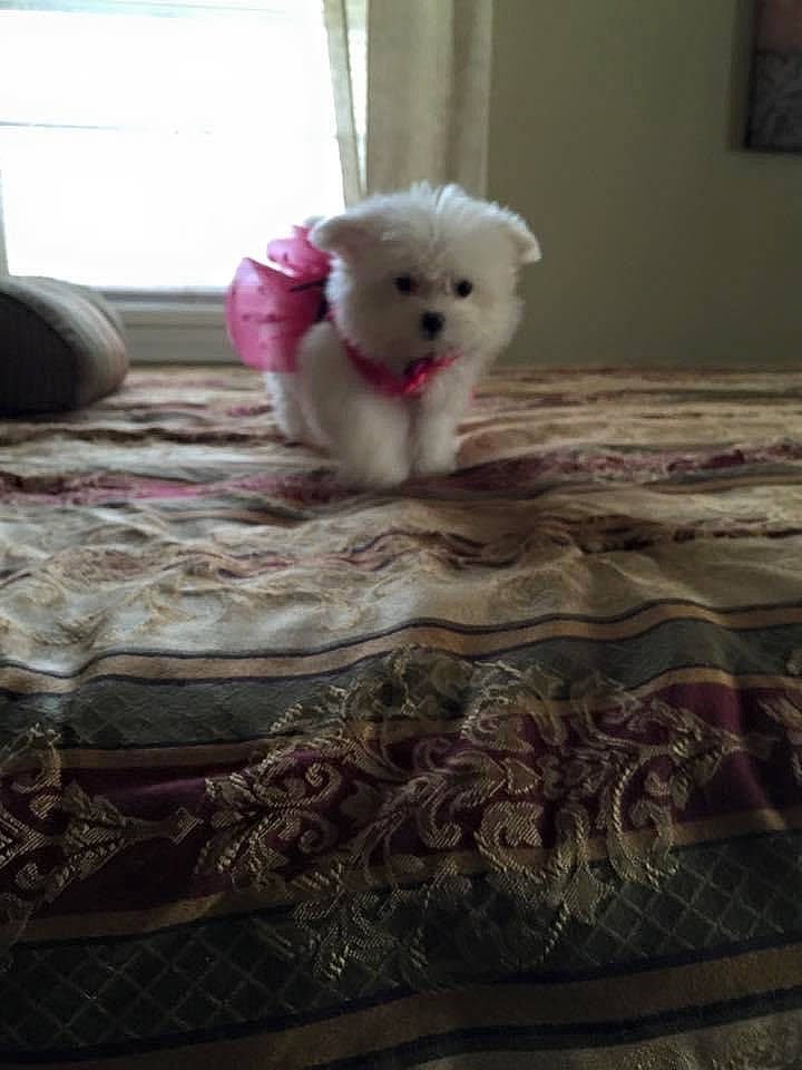 Savanah Sky joined the competition — help win amazing prizes! bed, carnivore, comfort, companion_dog, couch, dog, dog_breed, fawn, felidae, floor, flooring, grey, hardwood, linens, picture_frame, tail, toy, whiskers, window, wood