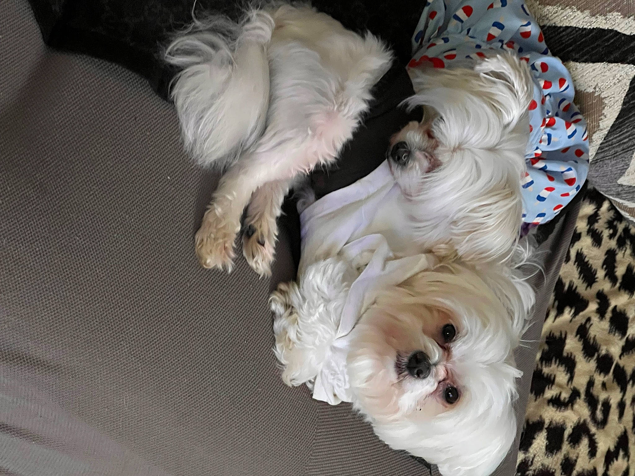 Timberland Ty Ty is registered to the contest to win money with this photo: bichon, canidae, carnivore, companion_dog, dog, dog_breed, dog_supply, fawn, fur, liver, maltepoo, non_sporting_group, pattern, poodle_crossbreed, small_terrier, snout, sporting_group, terrier, toy_dog, working_animal