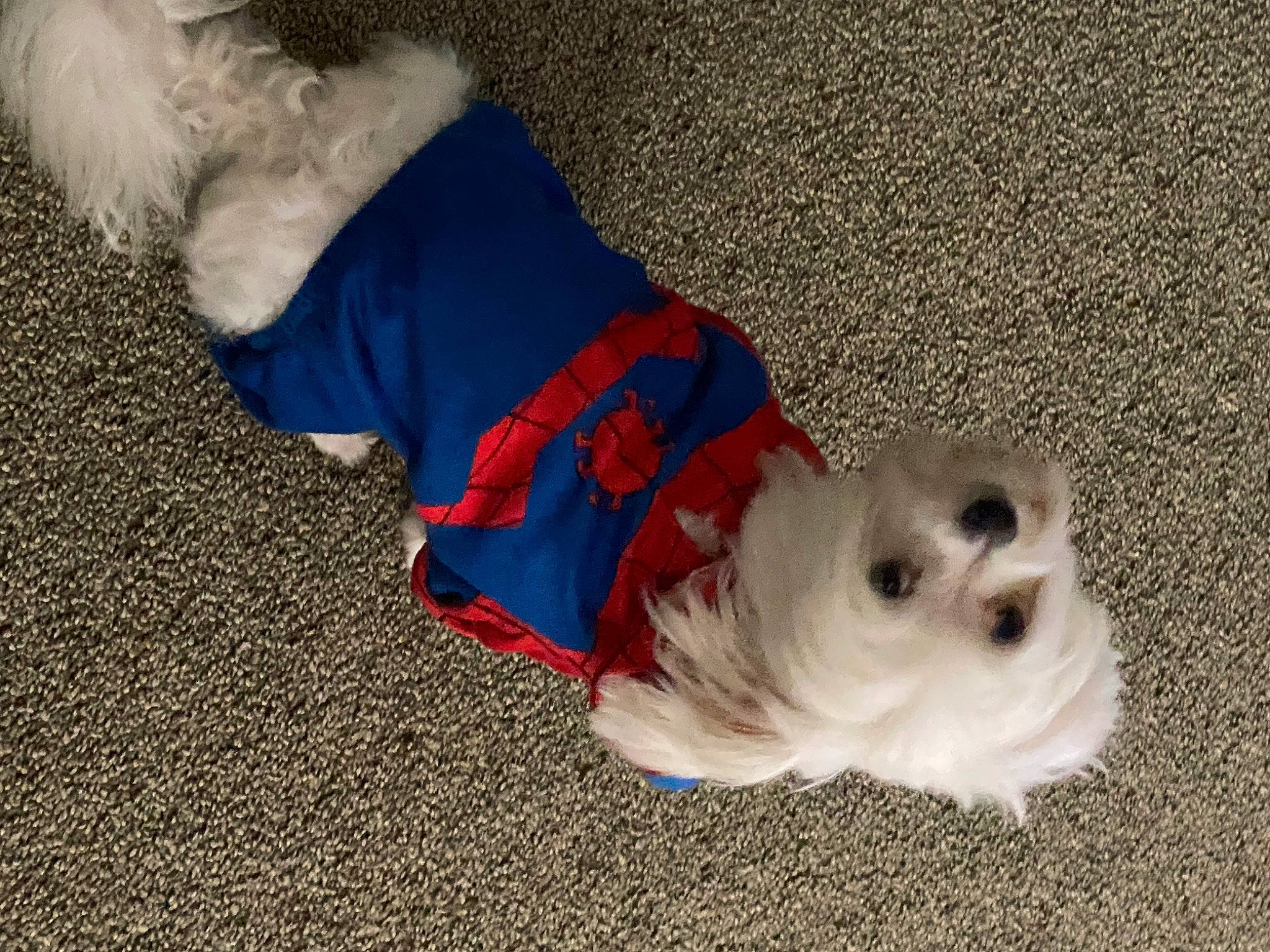 Timberland Ty Ty joined the competition — help win amazing prizes! canidae, carnivore, collar, companion_dog, dog, dog_breed, dog_clothes, dog_collar, dog_supply, electric_blue, fashion_accessory, fawn, fur, leash, pet_supply, snout, sporting_group, tail, toy_dog, working_animal