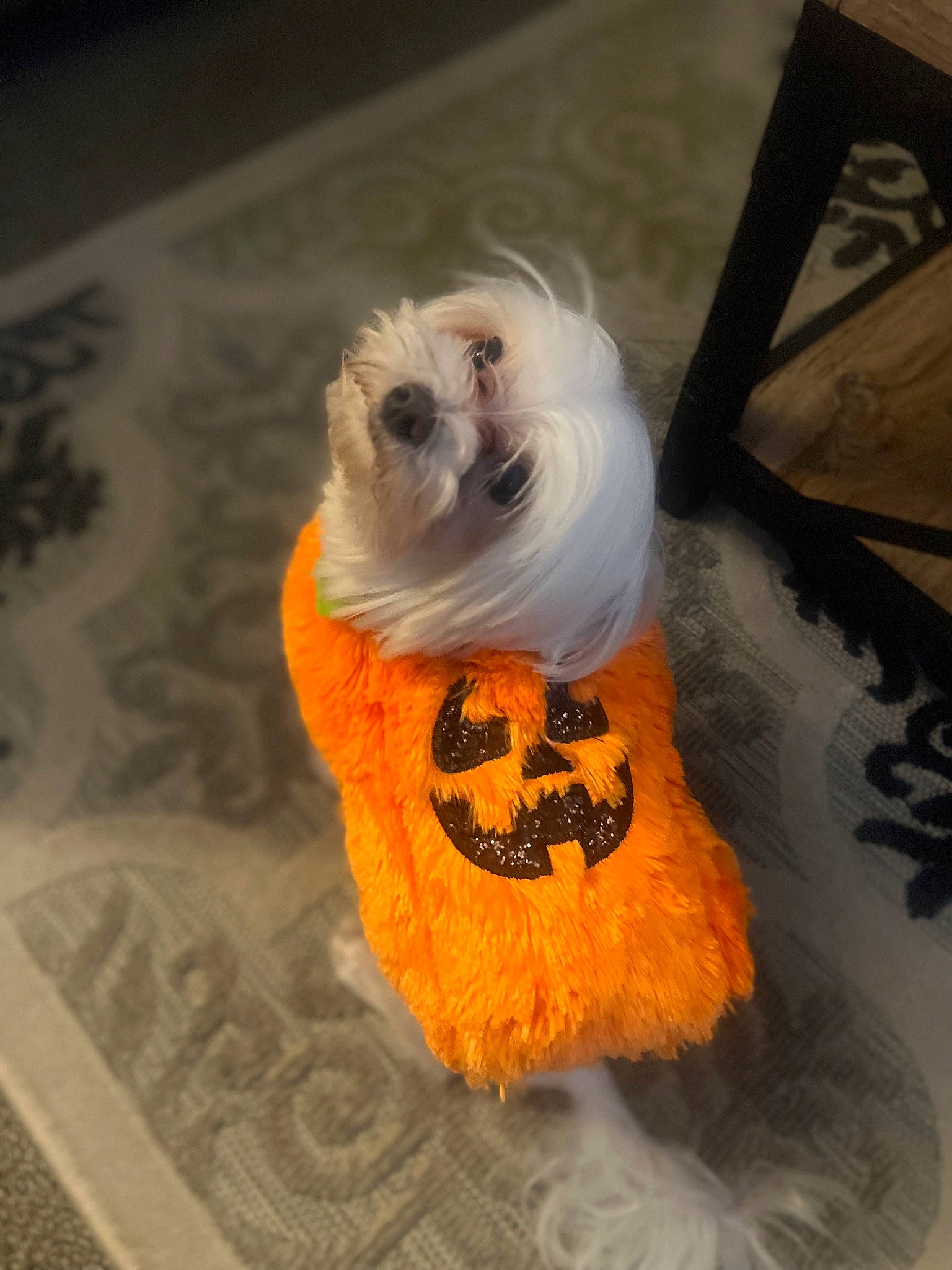 Timberland Ty Ty is registered to the contest to win money with this photo: canidae, carnivore, companion_dog, dog, dog_breed, dog_clothes, dog_supply, fawn, font, fur, non_sporting_group, paw, pet_supply, small_terrier, snout, stuffed_toy, tail, toy_dog, whiskers