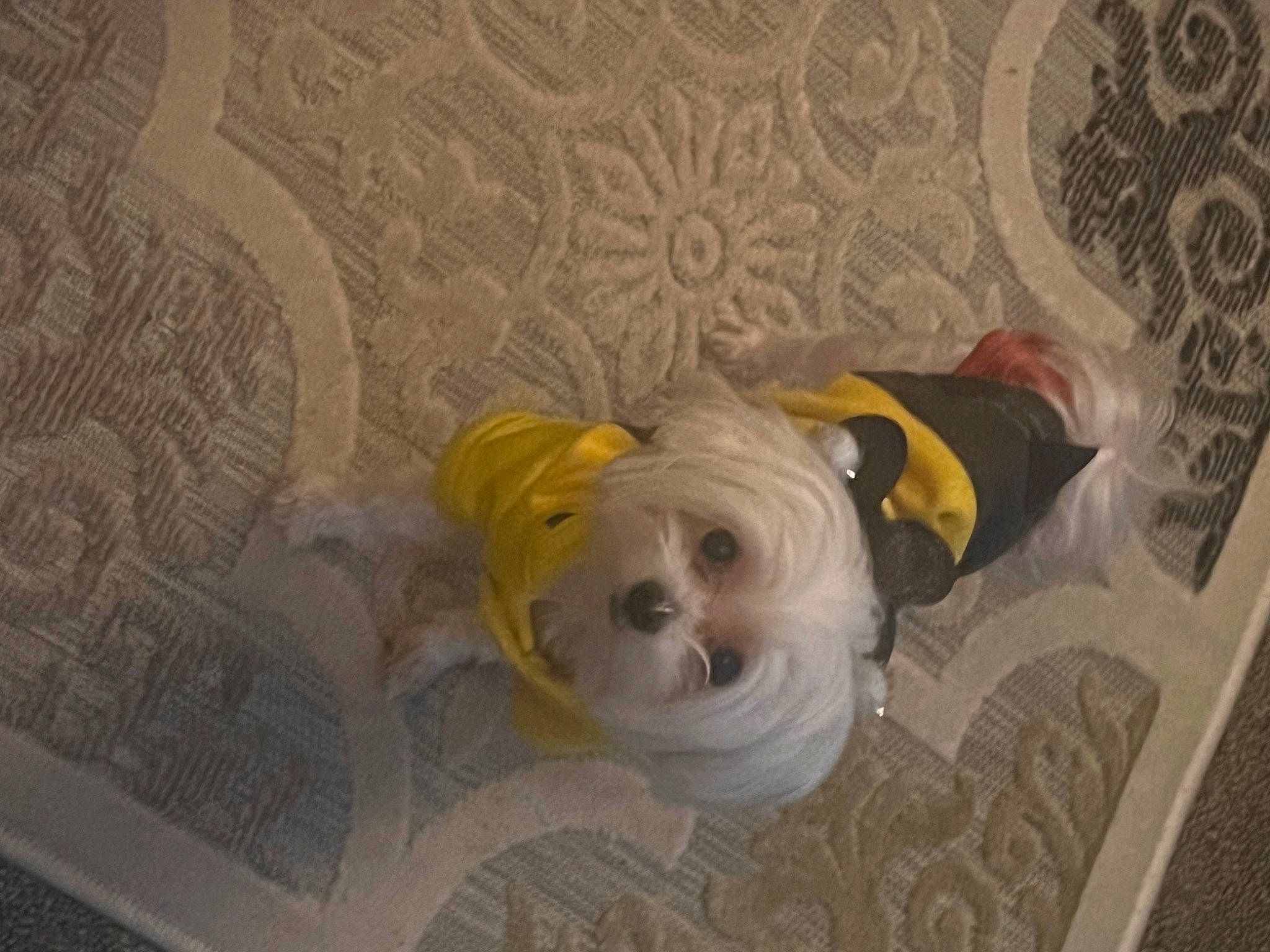 Skylar Star joined the competition — help win amazing prizes! art, ceiling, circle, flooring, pattern, personal_protective_equipment, plaster, room, sunglasses, tile, visual_arts, wood