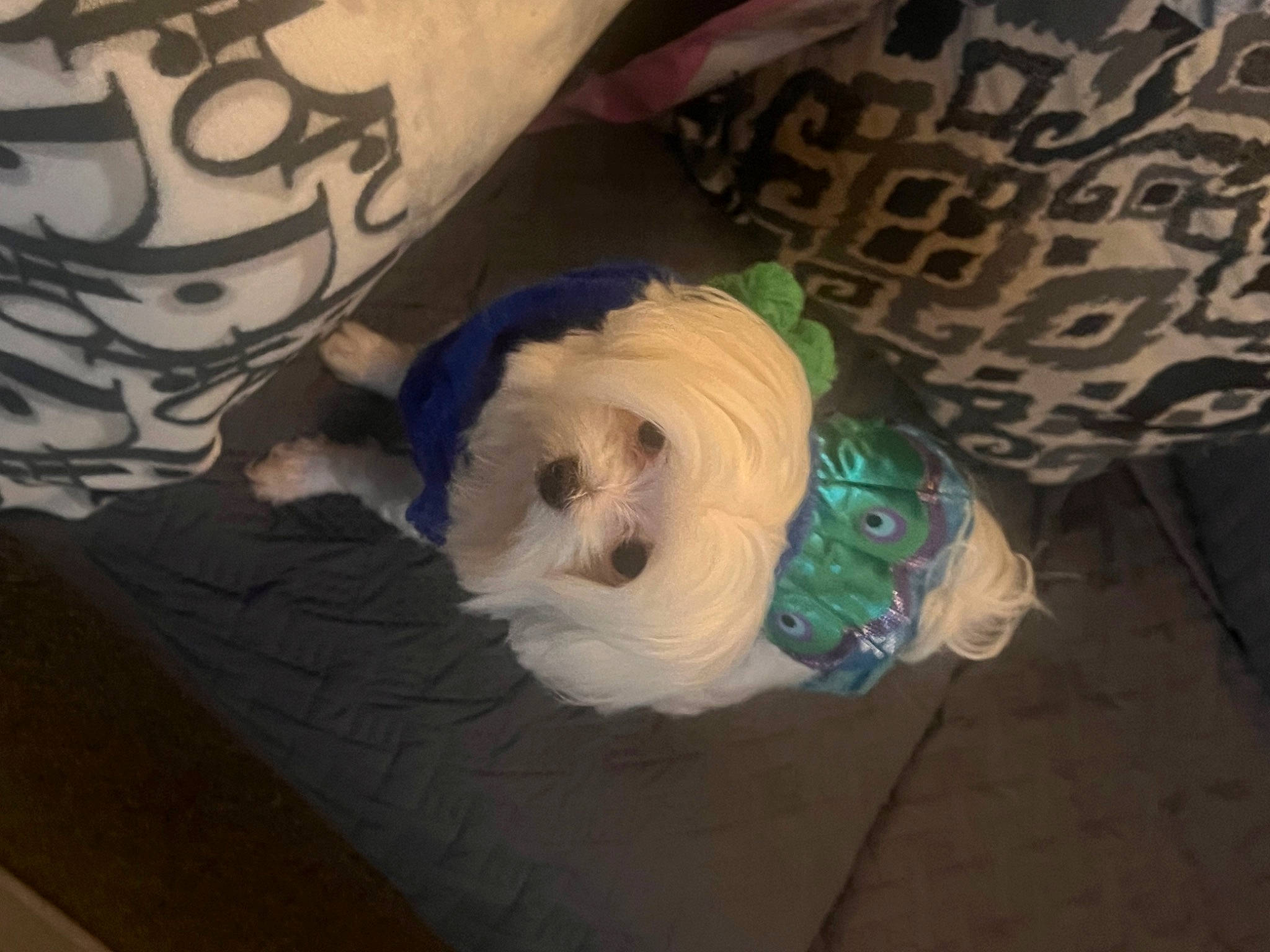 Skylar Star joined the competition — help win amazing prizes! canidae, carnivore, christmas, companion_dog, dog, dog_breed, dog_clothes, dog_supply, fawn, fur, small_terrier, snout, sporting_group, stuffed_toy, tail, terrier, toy, toy_dog, whiskers, wool