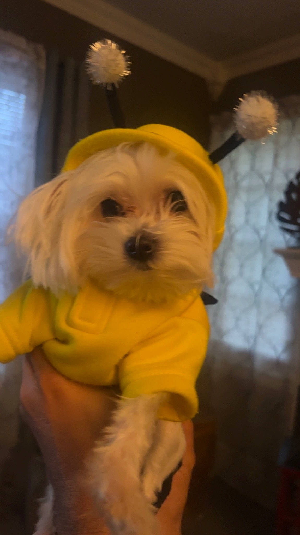 Skylar Star joined the competition — help win amazing prizes! canidae, carnivore, companion_dog, dog, dog_breed, dog_clothes, dog_supply, fawn, fur, glasses, hair, maltepoo, puppy, small_terrier, snout, sporting_group, sunglasses, terrier, toy_dog, working_animal