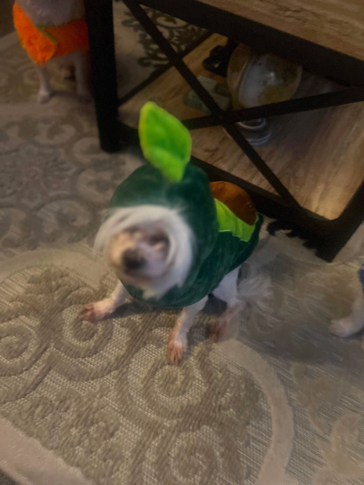 Skylar Star joined the competition — help win amazing prizes! canidae, carnivore, comfort, companion_dog, dog, dog_breed, fawn, floor, flooring, foot, fur, hardwood, paw, snout, sporting_group, tail, toy_dog, wood, wood_flooring, working_animal