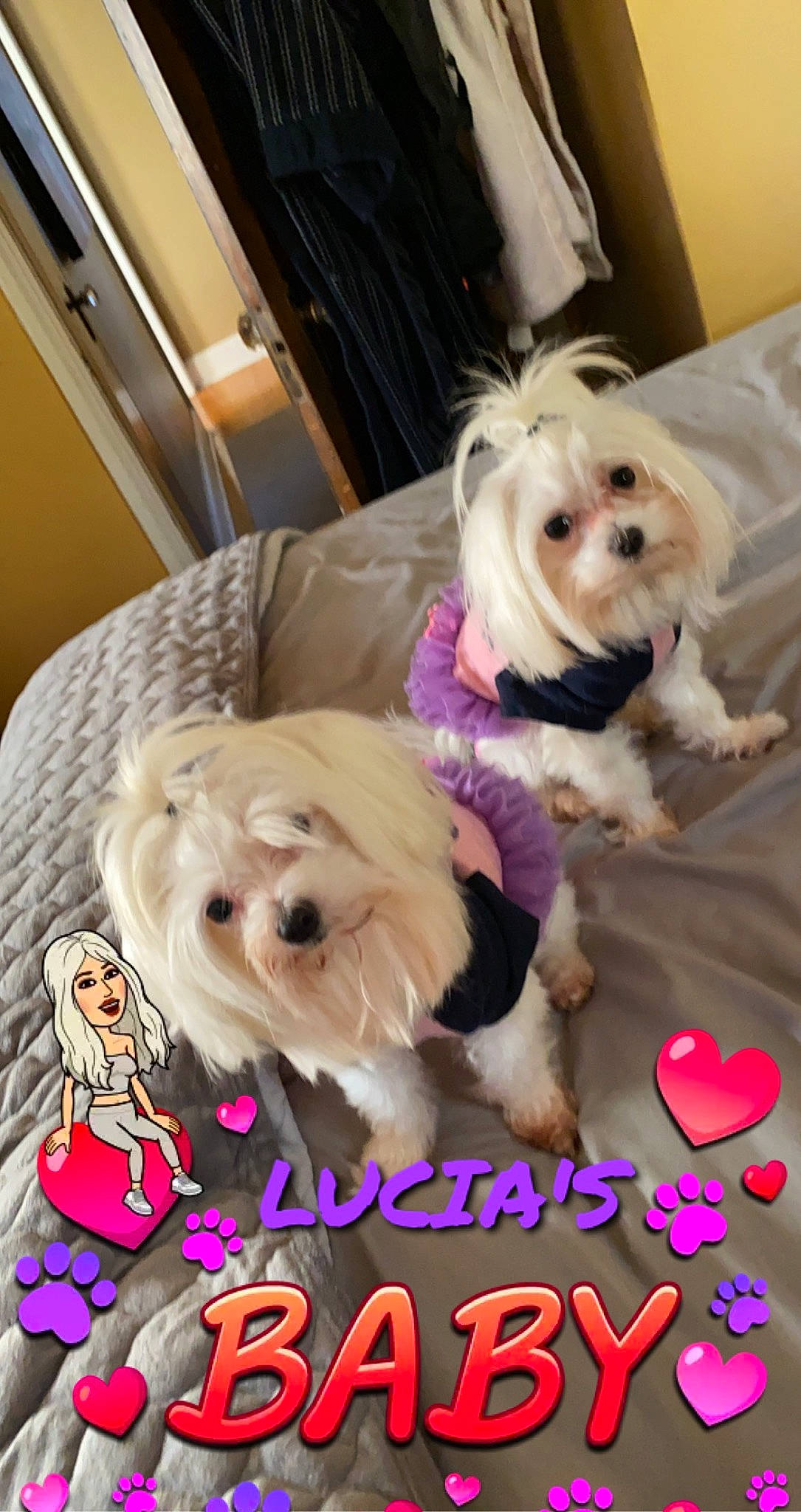 Luna Belle is registered to the contest to win money with this photo: canidae, carnivore, companion_dog, dog, dog_breed, dog_clothes, dog_supply, fur, liver, maltepoo, mammal, pink, small_terrier, snout, sporting_group, terrier, toy, toy_dog, vertebrate, working_animal