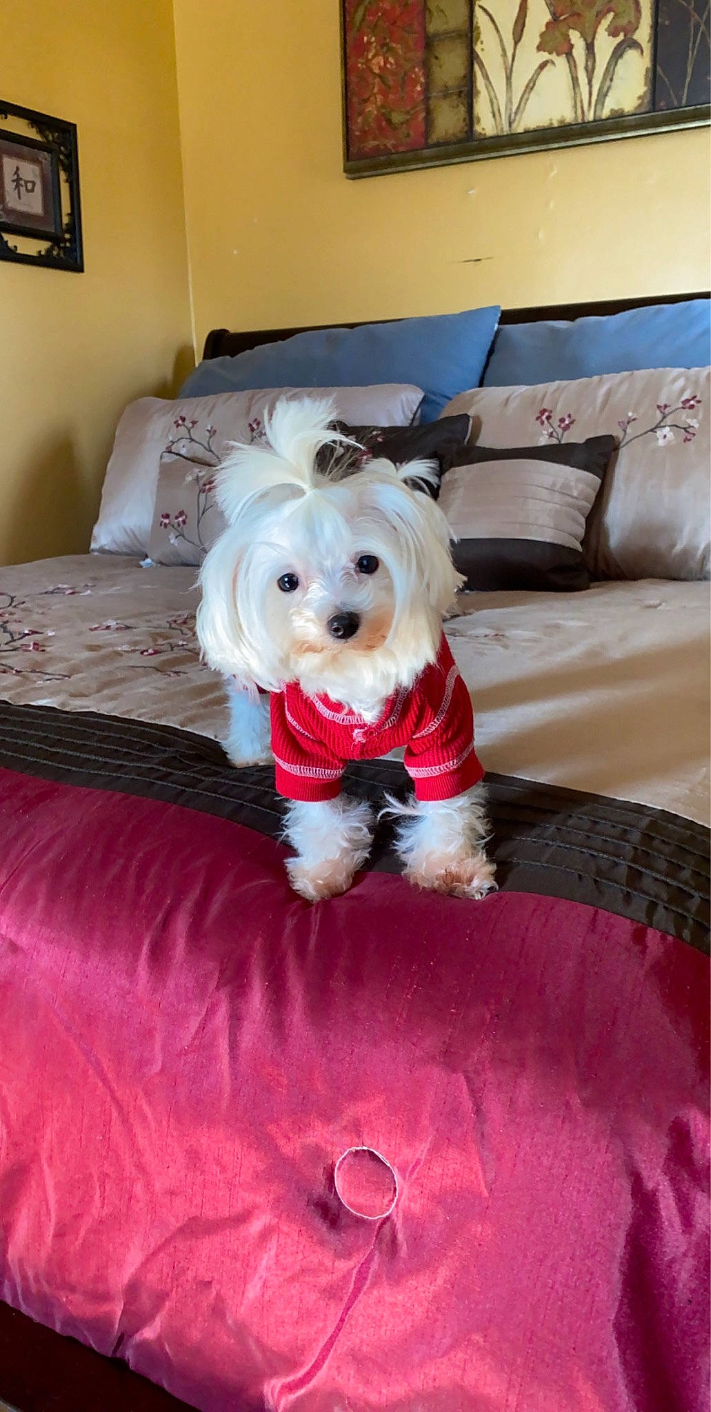 Luna Belle is registered to the contest to win money with this photo: carnivore, collar, comfort, companion_dog, couch, dog, dog_breed, dog_clothes, dog_supply, fawn, flooring, linens, pet_supply, picture_frame, small_terrier, snout, sporting_group, terrier, toy_dog, working_animal