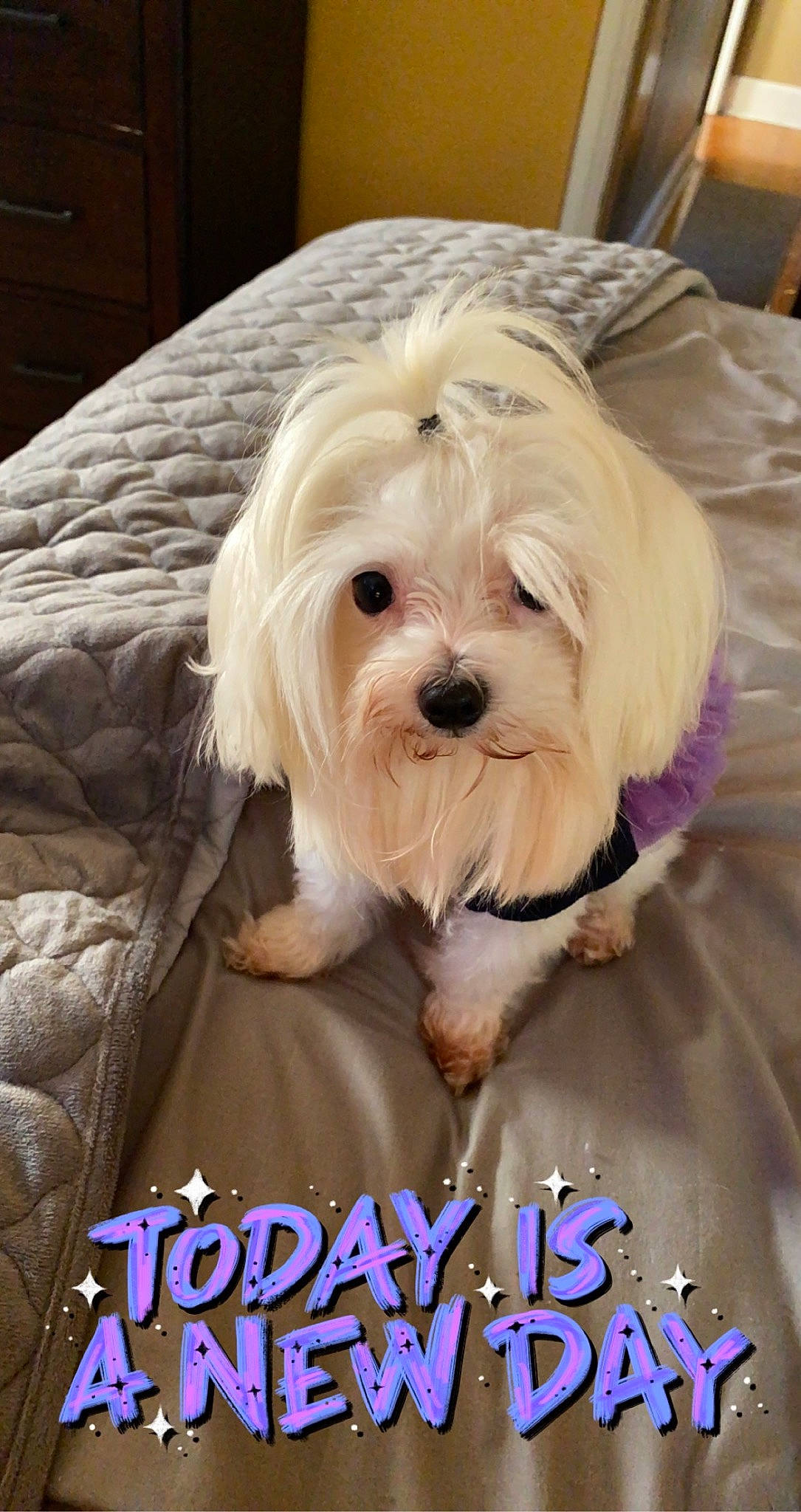 Luna Belle joined the competition — help win amazing prizes! canidae, carnivore, companion_dog, dog, dog_breed, dog_supply, font, fur, happy, maltepoo, pet_supply, photo_caption, recipe, small_terrier, snout, sporting_group, terrier, toy_dog, working_animal, yorkipoo