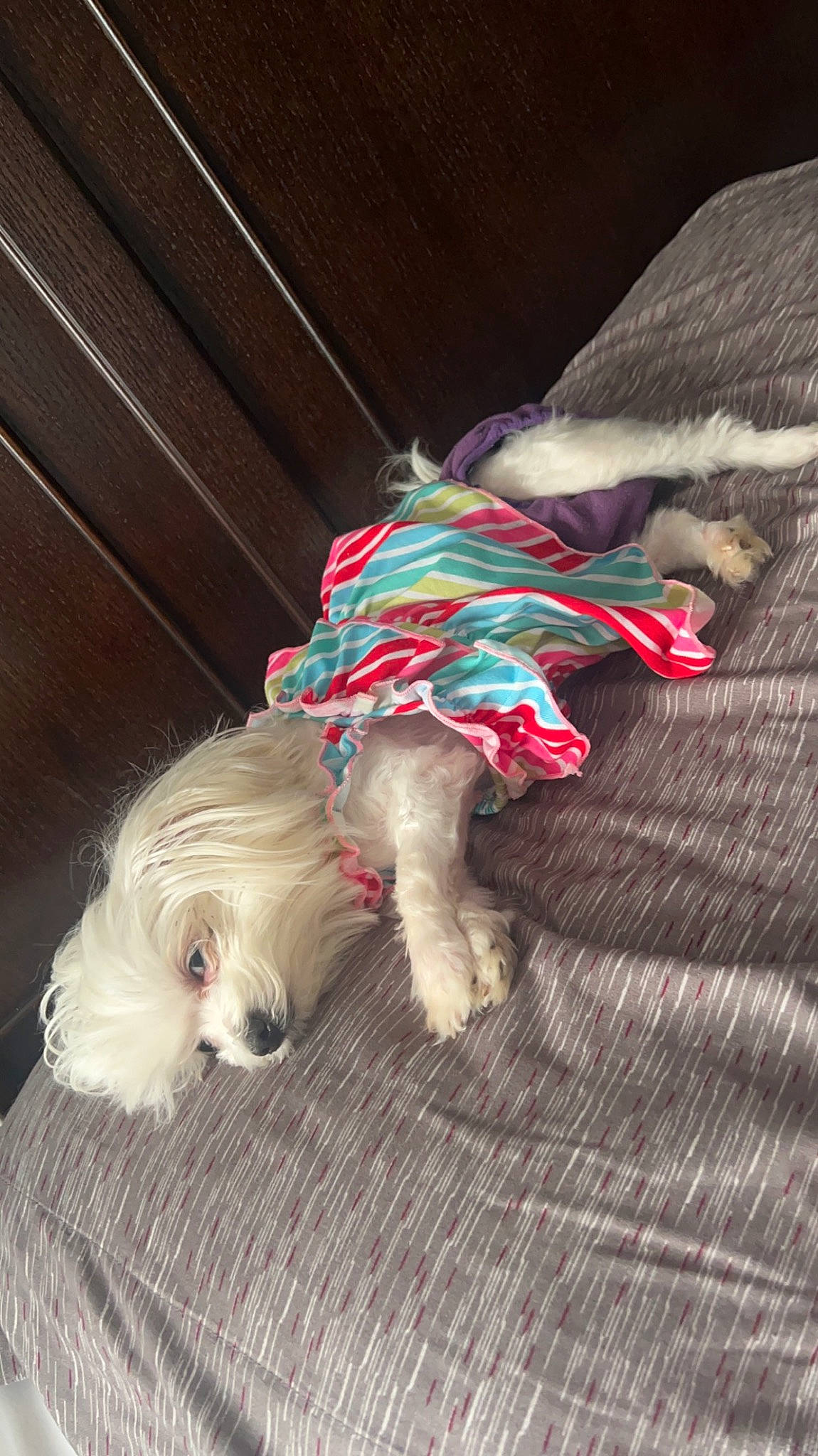 Luna Belle is registered to the contest to win money with this photo: carnivore, companion_dog, dog, dog_breed, dog_clothes, dog_collar, dog_supply, fawn, fur, liver, paw, small_terrier, snout, sporting_group, tail, terrier, toy, toy_dog, wood, working_animal