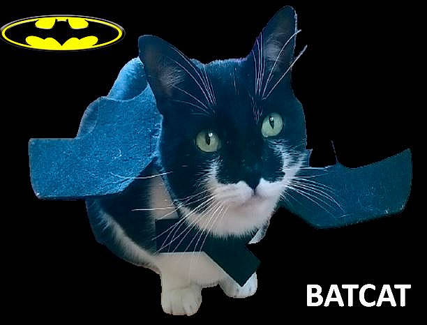 Batcat joined the competition — help win amazing prizes! black_cat, carnivore, cat, circle, domestic_short_haired_cat, electric_blue, felidae, font, fur, graphic_design, graphics, paw, photo_caption, small_to_medium_sized_cats, snout, symbol, tail, whiskers