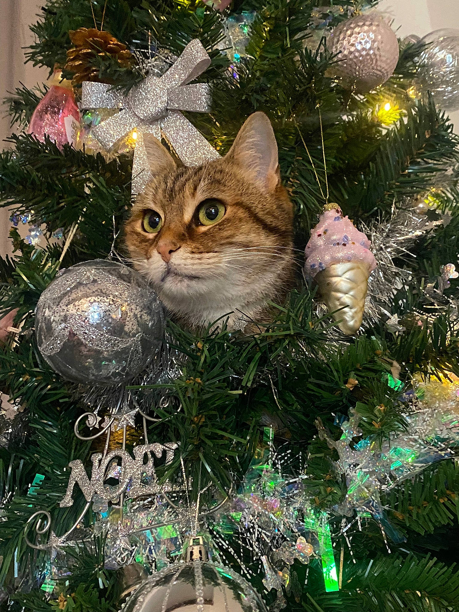 Khaleesi a rejoint le concours — aidez-le/la à gagner de superbes lots ! art, branch, carnivore, cat, christmas, christmas_decoration, christmas_ornament, christmas_tree, event, evergreen, fawn, felidae, grass, holiday, holiday_ornament, organism, ornament, small_to_medium_sized_cats, snout, whiskers