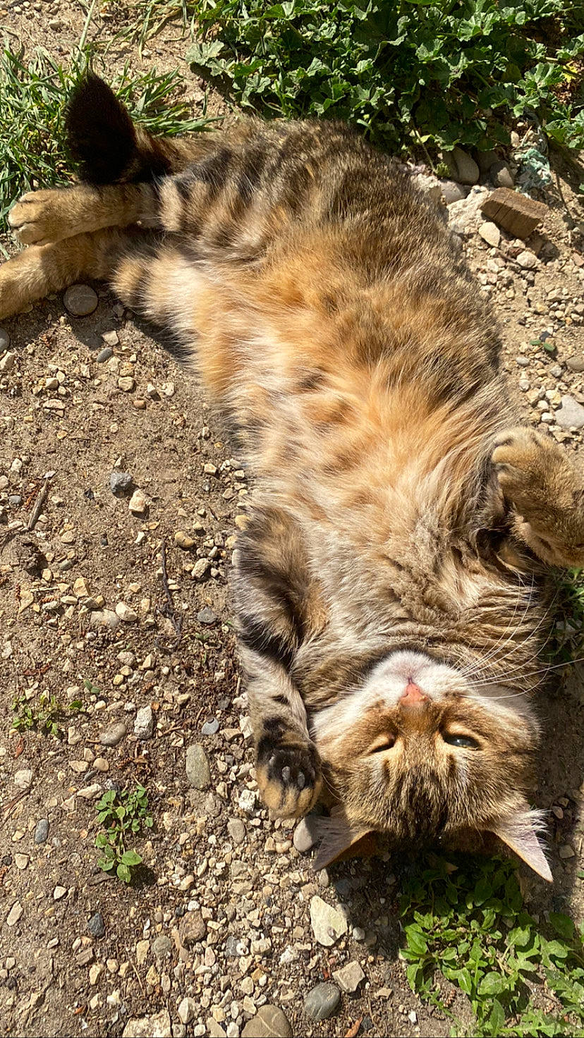 Khaleesi a rejoint le concours — aidez-le/la à gagner de superbes lots ! big_cats, carnivore, claw, eye, fawn, felidae, fur, grass, hair, head, human_body, plant, siberian_tiger, small_to_medium_sized_cats, snout, tail, terrestrial_animal, whiskers, wildlife, wood