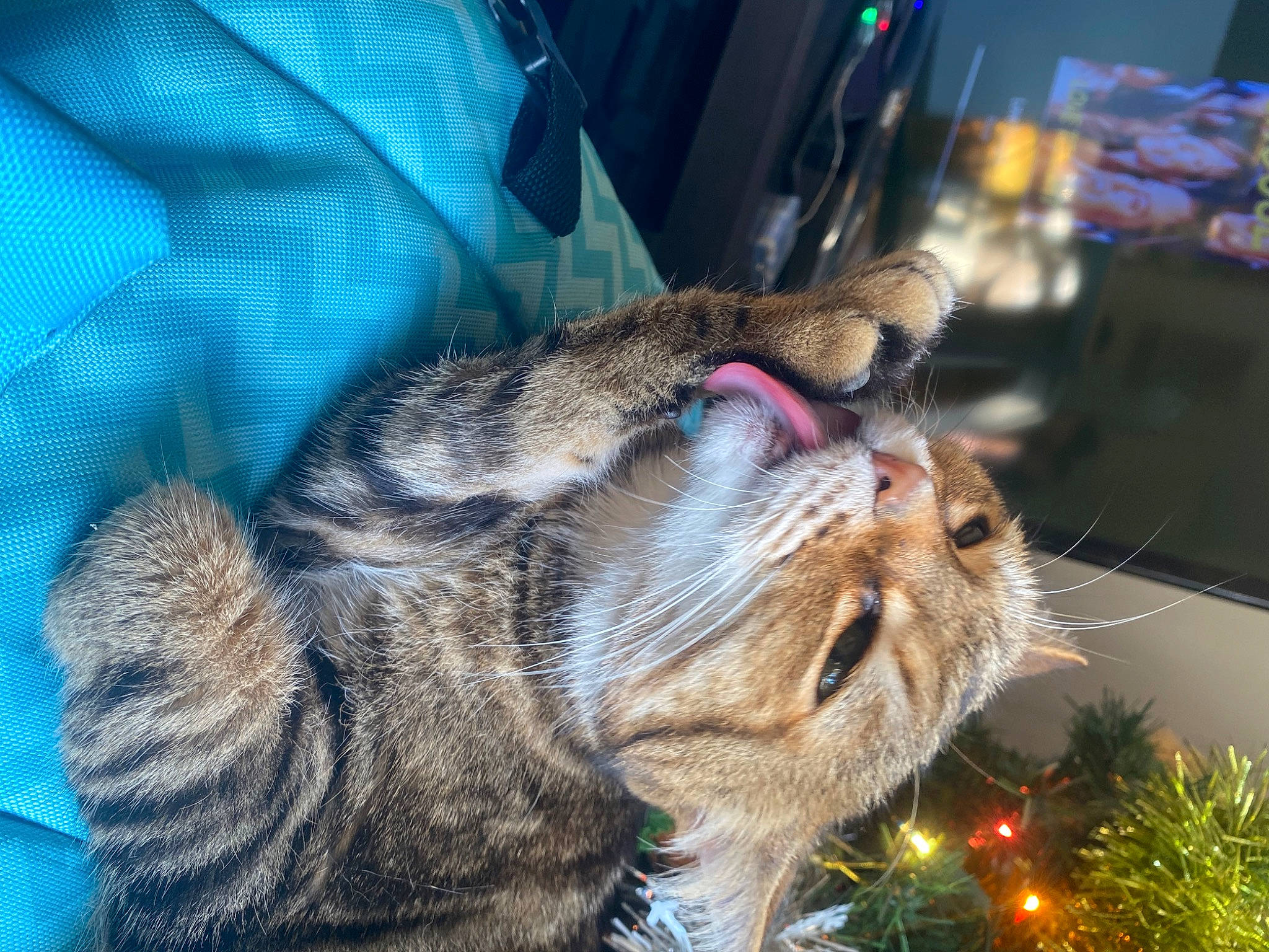 Khaleesi a rejoint le concours — aidez-le/la à gagner de superbes lots ! carnivore, cat, claw, conifer, domestic_short_haired_cat, event, fawn, felidae, fir, fur, grass, holiday, nap, paw, sleep, small_to_medium_sized_cats, snout, tail, terrestrial_animal, whiskers