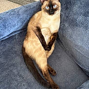 Annie is registered to the contest to win money with this photo: cat, siamese_cat, pet, animal, blue_eyes, indoors, armchair, chair, blue_fabric, seated, sitting, crossed_paws, long_tail, pointed_ears, brown_markings, cream_fur, portrait, close_up, cozy, home