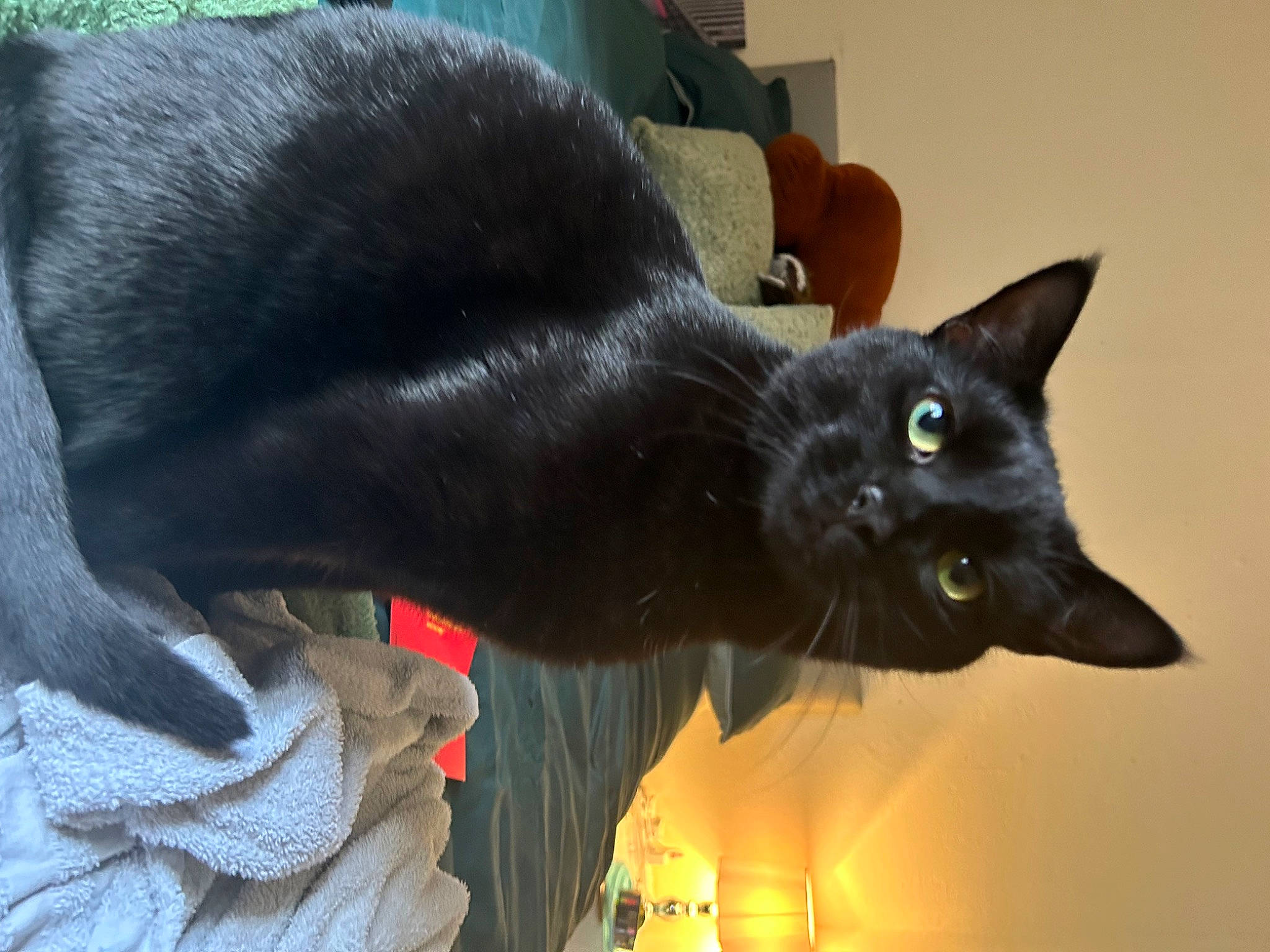 Dave joined the competition — help win amazing prizes! black_cat, bombay, carnivore, cat, domestic_short_haired_cat, felidae, fur, havana_brown, plant, small_to_medium_sized_cats, snout, tail, whiskers, window