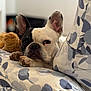 dog, french_bulldog, pet, indoor, couch, floral_pattern, paw, ear, face, resting, relaxed, cute, animal, fur, snout, home, comfort, closeup, portrait, sleepy
