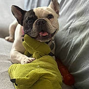 Nala participe au concours pour gagner de l'argent avec cette photo : french_bulldog, dog, pet, plush_toy, green_toy, couch, indoor, smiling, tongue_out, cute, happy, animal, domestic_animal, playing, resting, close_up, white_dog, black_and_white, paw, fabric